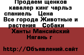 Продаем щенков кавалер кинг чарльз спаниель › Цена ­ 60 000 - Все города Животные и растения » Собаки   . Ханты-Мансийский,Нягань г.